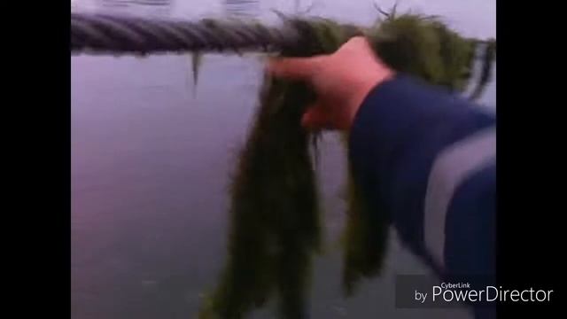 "Ирт-252" Танцующие водоросли! смотреть онлайн