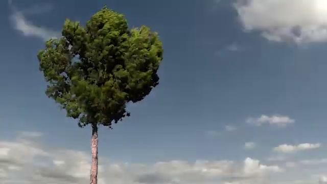 [PREVIEW] Video Footage Of Real TREE FOREGROUND 21 With ALPHA CHANNEL In Full HD And 4K Resolution