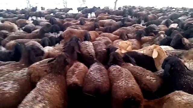 Сурук намак хурдестан