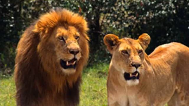The Tokens The Lion Sleeps Tonight смотреть онлайн
