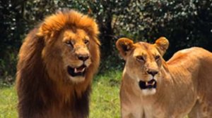 The Tokens The Lion Sleeps Tonight