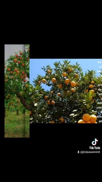 O que são as plantas angiospermas? смотреть онлайн