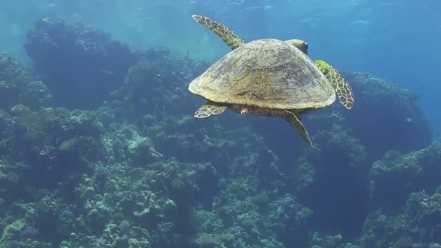 Расслабляющая музыка.Звуки природы релакс. смотреть онлайн