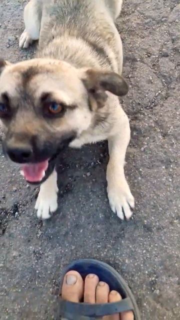 ЛАСКОВЫЙ ПЁСИК 🐶❤ ЛЕТО В СЕЛЕ 🙋 #MAUNOTAMMI смотреть онлайн