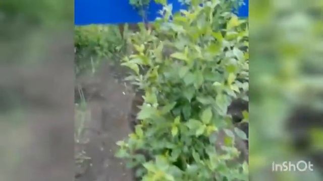 Наш огород🧅 какокучивали картошку🥔🥔 \ кулинария\ выпечка \ рецепты смотреть онлайн