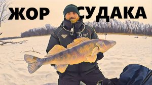 ТРОФЕЙ ВЗЯТ. Судаки рвут лески и ломают катушки.