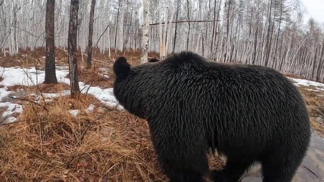 Дождливое настроение медведицы. смотреть онлайн