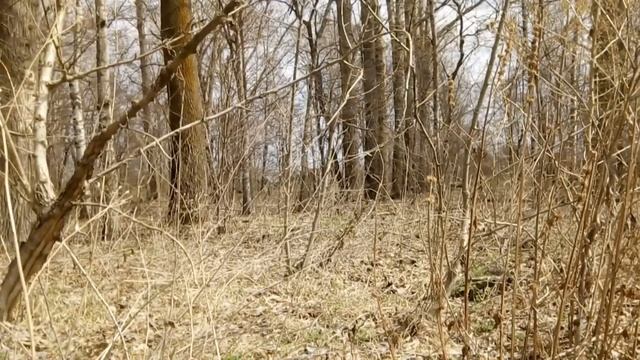 Блиц поиск Советских монет в сельском парке.