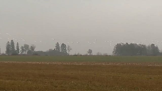 Łabedzie krzykliwe. смотреть онлайн