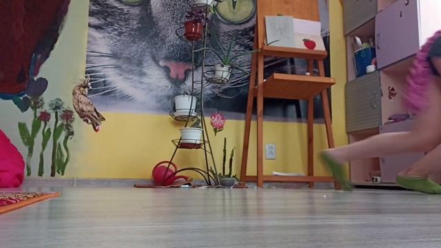 🌾🐈⬛тутор на базовые аллюры✨🌱 #квадробика смотреть онлайн