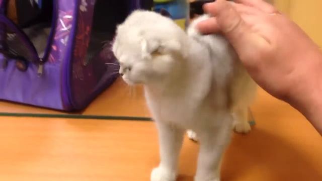 Коша за 100000р смотреть онлайн