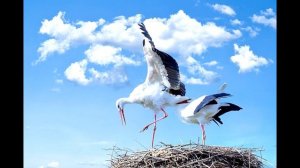 Звуки аиста