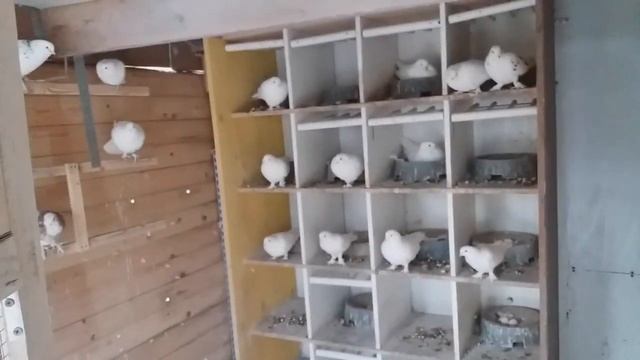 Голуби Вальтера, Walter's Tauben, My pigeons – 15.12.2022 смотреть онлайн