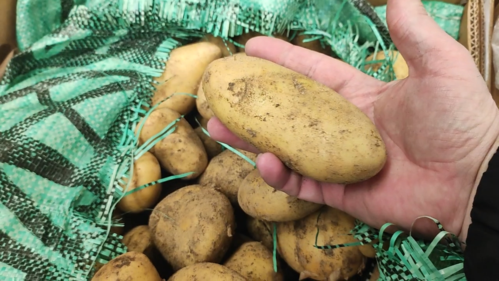 Семенной картофель СПУНТА из Египта. Покупка и хранение. смотреть онлайн