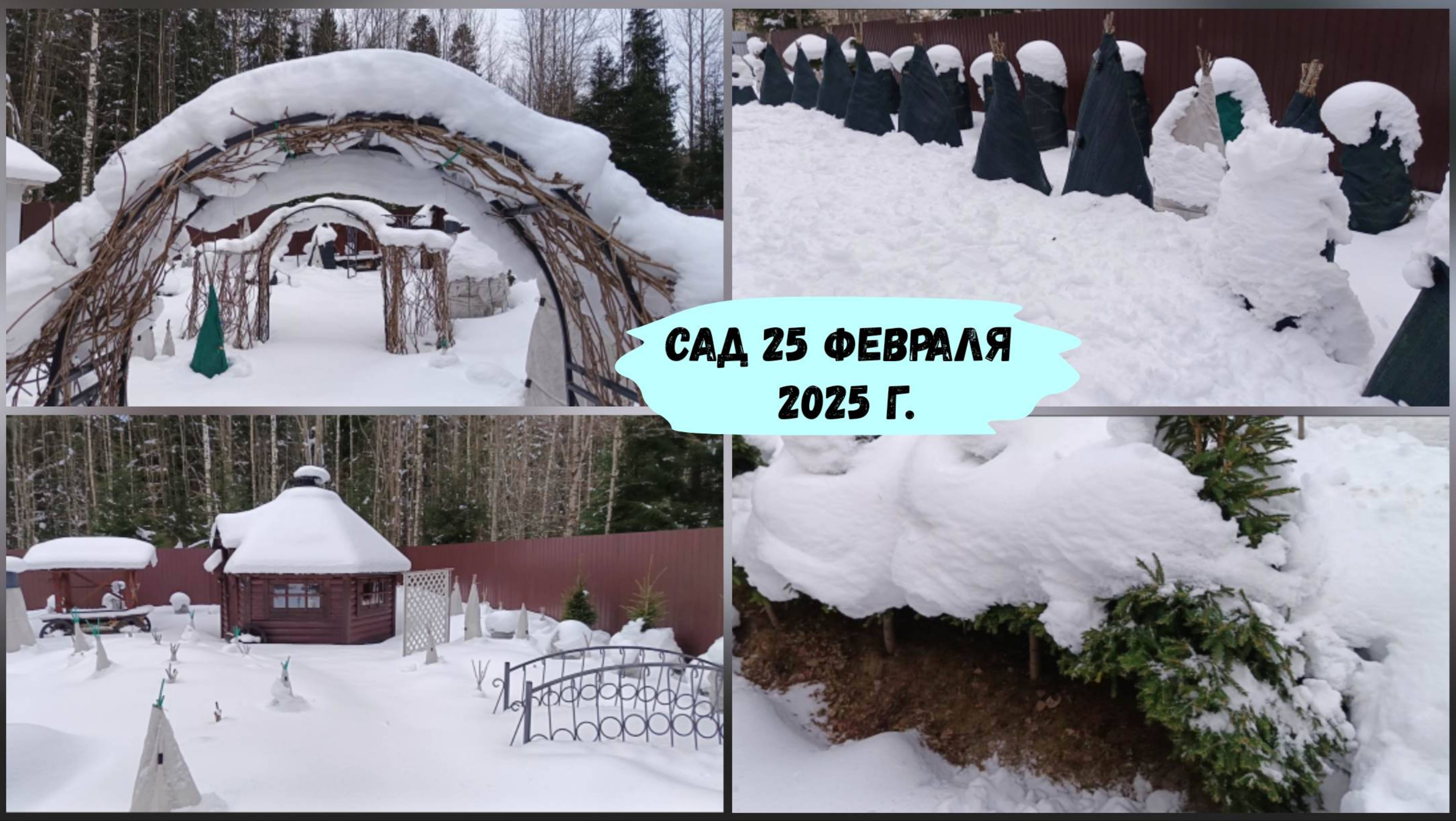 Сад 25 февраля 2025 г. смотреть онлайн