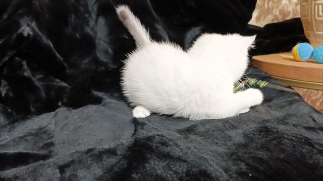 Шотландские белые котята