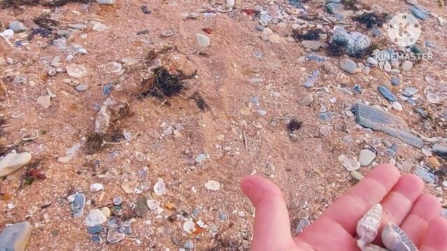 ❗️ГЕЛЕНДЖИК ❗️6.12.2023❗️БУХТА ❗️СОБИРАЕМ РАКУШКИ❗️МОРЕ