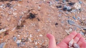 ❗️ГЕЛЕНДЖИК ❗️6.12.2023❗️БУХТА ❗️СОБИРАЕМ РАКУШКИ❗️МОРЕ
