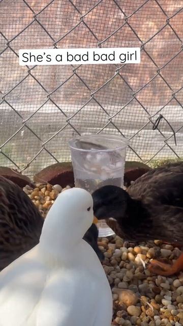 Karma🦆 #DunkinDucks #Ducks #Karma #PetDucks #FarmAnimals #CallDucks #TaylorSwift #MissAmericana смотреть онлайн