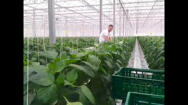 Как растёт паприка смотреть онлайн