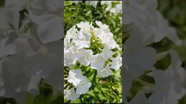 Флокс Царевна Лебедь смотреть онлайн