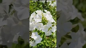 Флокс Царевна Лебедь