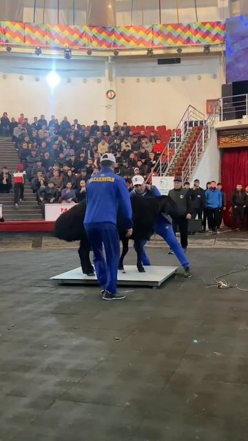 Шымкент выставка Миллион чемпион🏆 смотреть онлайн