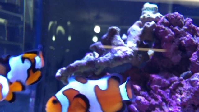 My Picasso Clownfish Has A New Friend - A DaVinci Clownfish смотреть онлайн