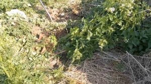 7 дней КоПа на деревне(День2)