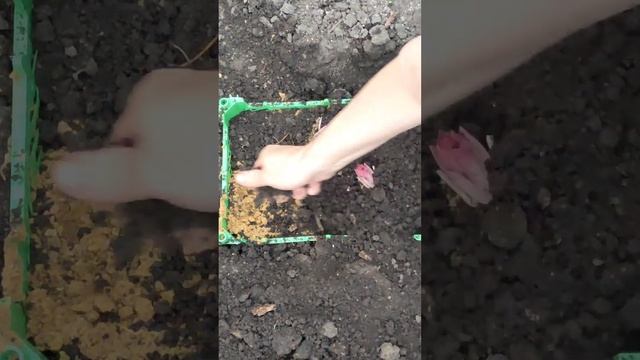 Посадка лилий весной. Красоты много не бывает!!! смотреть онлайн