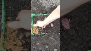 Посадка лилий весной. Красоты много не бывает!!!