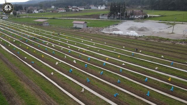 Köy Hayatı Hayvancılık ve Kuşkonmaz Üretimi I Mandıra ve Tarım Ticareti.. смотреть онлайн
