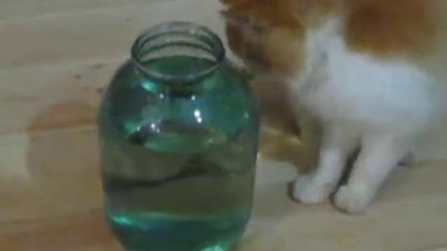 Рыжий кот и карась в банке. Юмор смотреть онлайн