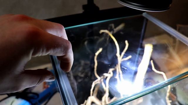 WOOD SCULPTURE PLANTED AQUARIUM SETUP / AQUASCAPE смотреть онлайн