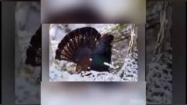 "Ааһан эрэр хотой айыы, кэлбит саҥа Байанай" смотреть онлайн
