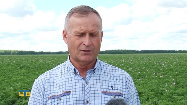 В крестьянском хозяйстве "Радуга" проводят обработку картофеля от болезней смотреть онлайн