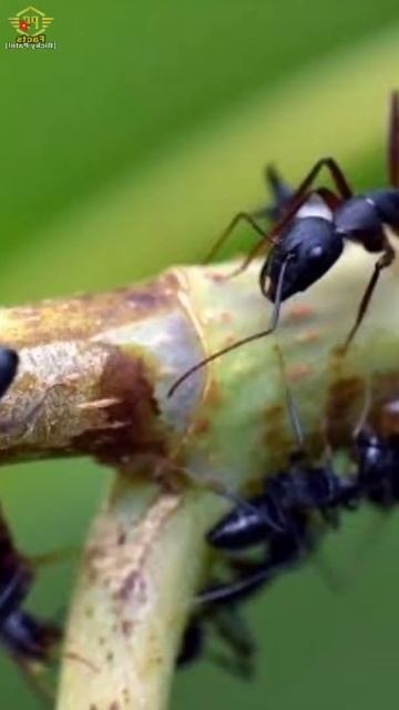 ये जीव कभी सोता ही नहीं और एक बार सोए तो कभी उठता ही नहीं 😱#shorts #youtubeshorts #amazingfacts смотреть онлайн