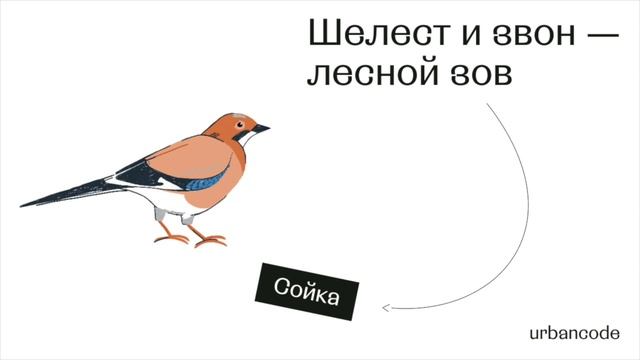 Сойка смотреть онлайн