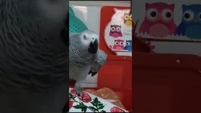 Привет! Пришла на урок? Поговорить?..