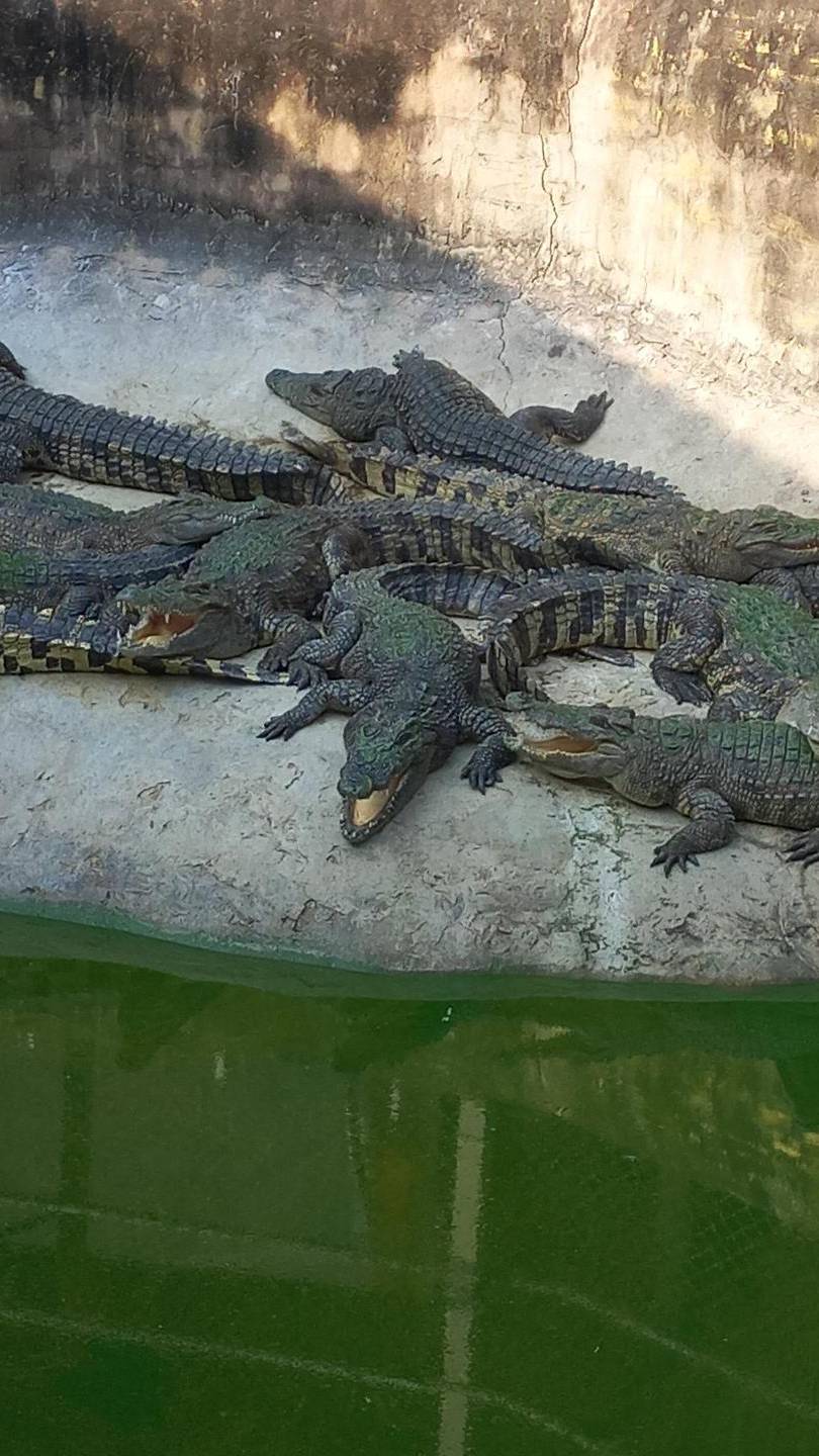 Паттая Таиланд. Поездка на крокодиловую ферму смотреть онлайн