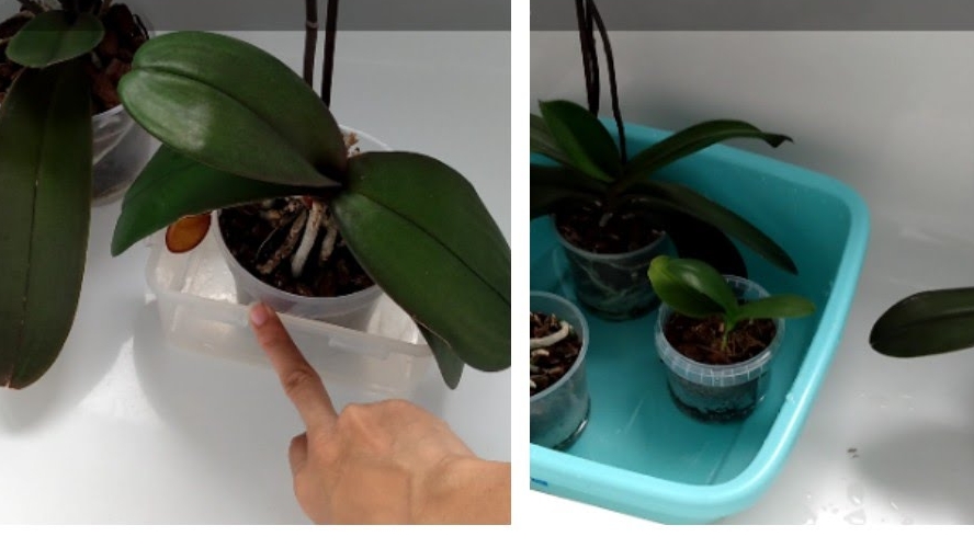 Как правильно поливать орхидею, когда надо поливать орхидею