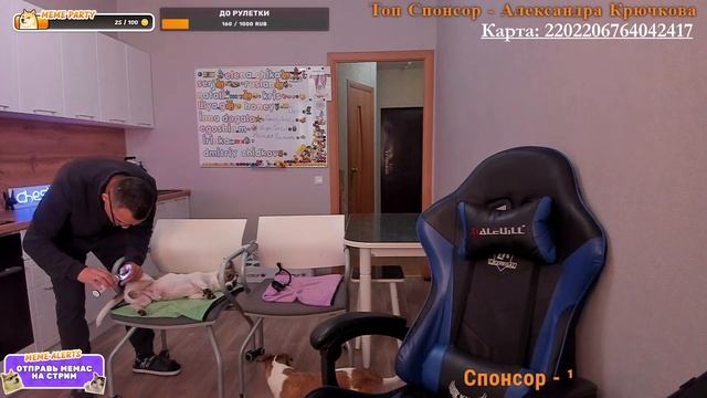 Kvik DoG в Эфире / 14.05.2024г. (Дневная Трансляция)