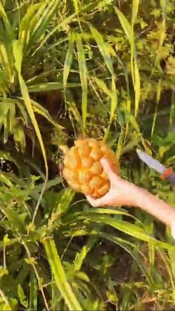 🤤Удивительные фрукты| Amazing fruits|Экзотические фрукты| #Шорты|#Shorts смотреть онлайн