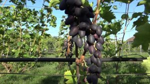 Виноград Красотка 2024г