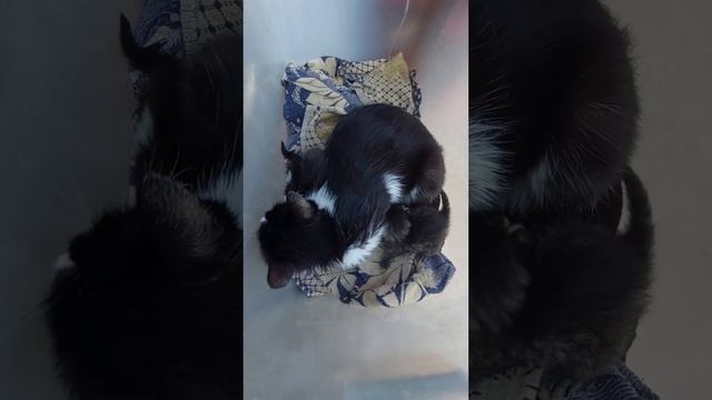 Наши новые малыши#short смотреть онлайн