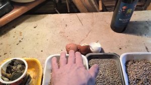 Как я избавляюсь от грызунов (крыс и мышей) в курятнике