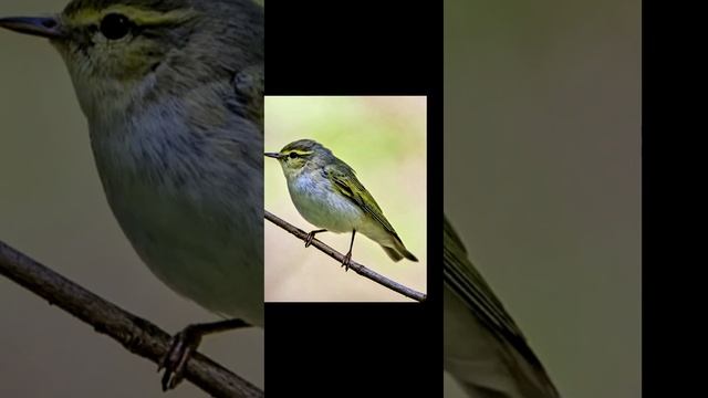 Пение пеночки трещотки 🐦 смотреть онлайн