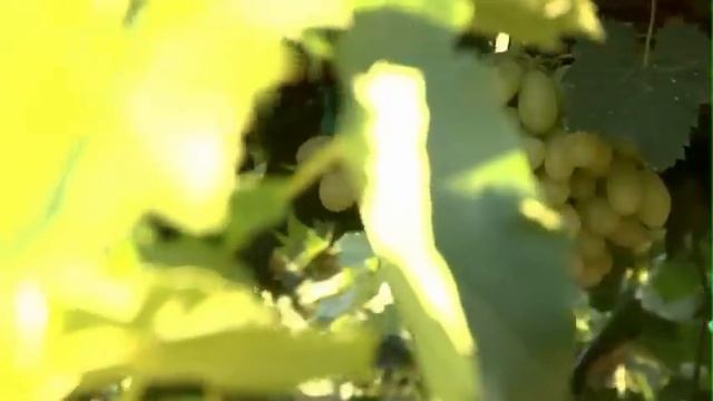 AndNowUKnow: Jasmine Vineyards - Behind The Greens смотреть онлайн