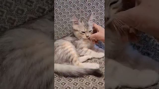 Michiko.ru | Котенок Афина ищет дом. Отдаем бесплатно. Кошки в дар в добрые руки. смотреть онлайн