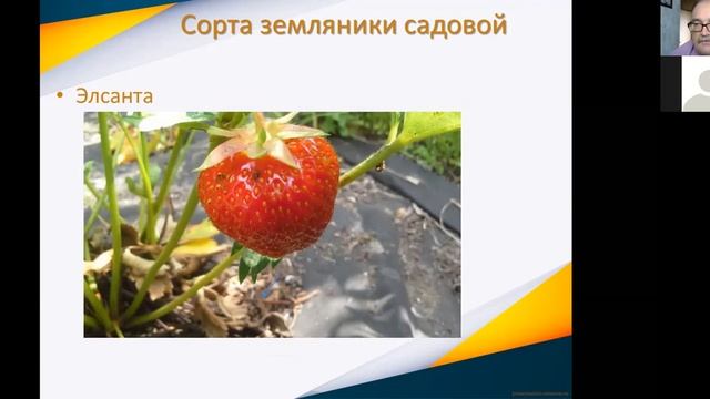 Земляника в Костанайской области смотреть онлайн
